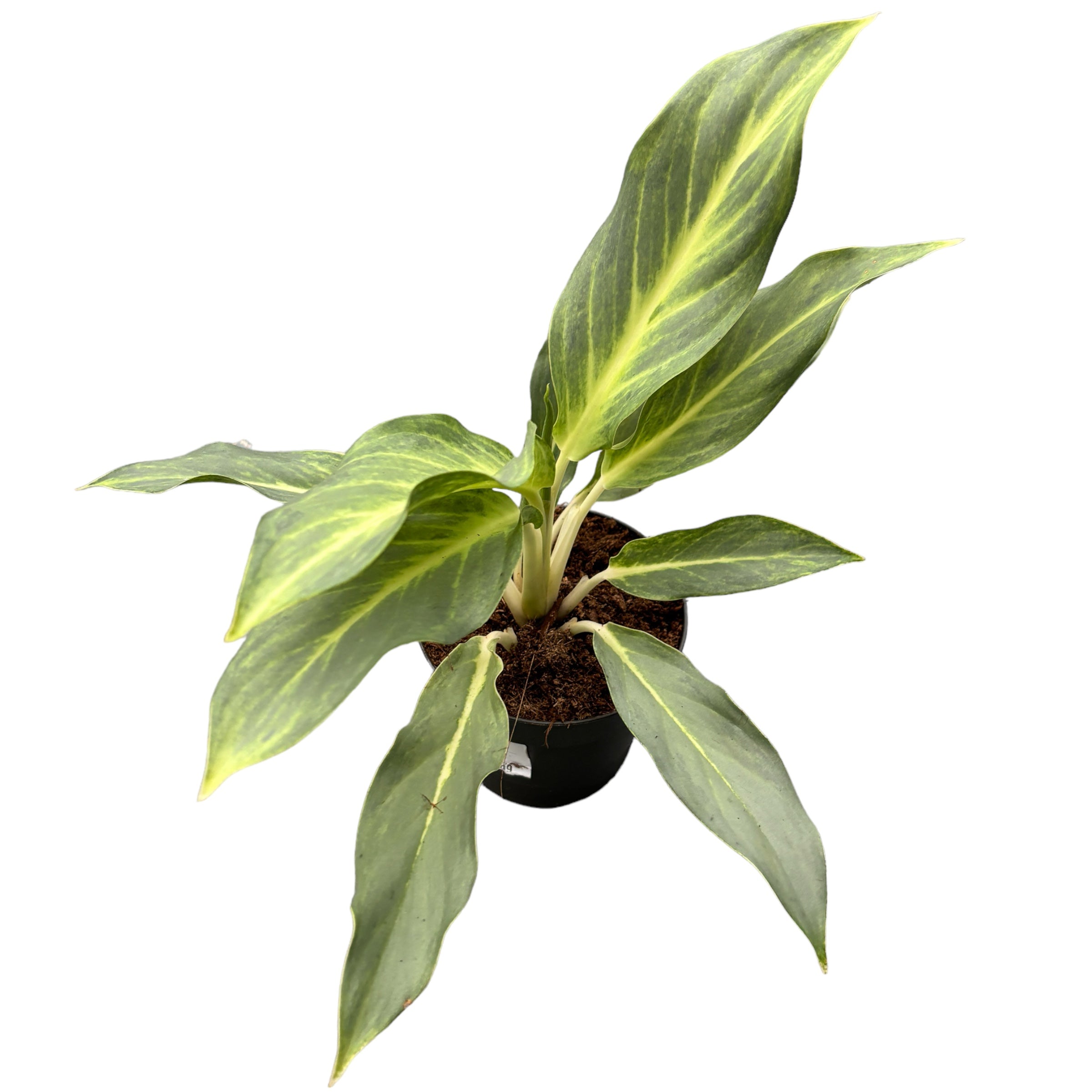 Aglaonema ‘Aqua Green’