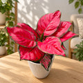 Aglaonema 'Beauty Red' 