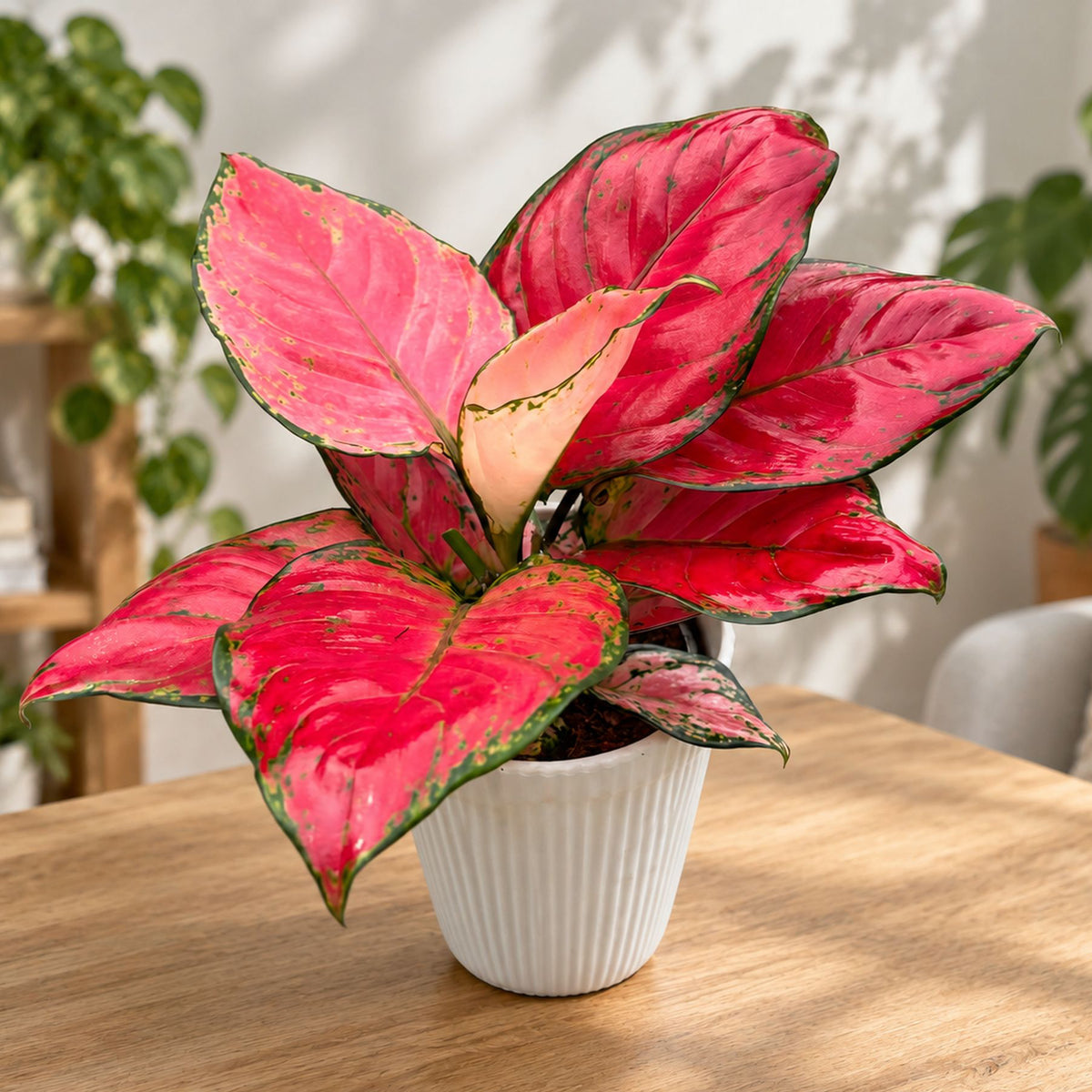 Aglaonema 'Beauty Red'  