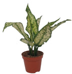 Aglaonema costatum 'First Diamond' D9