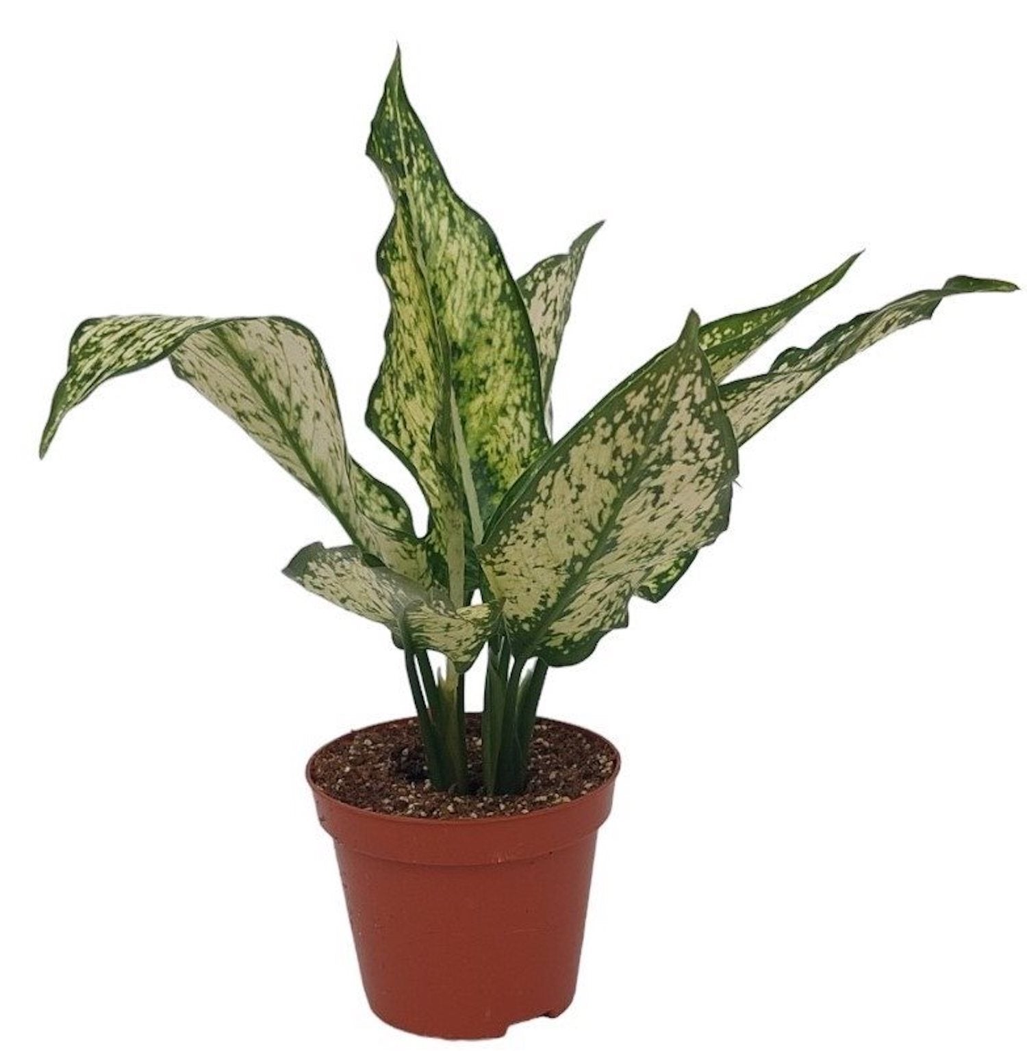 Aglaonema costatum 'First Diamond' D9