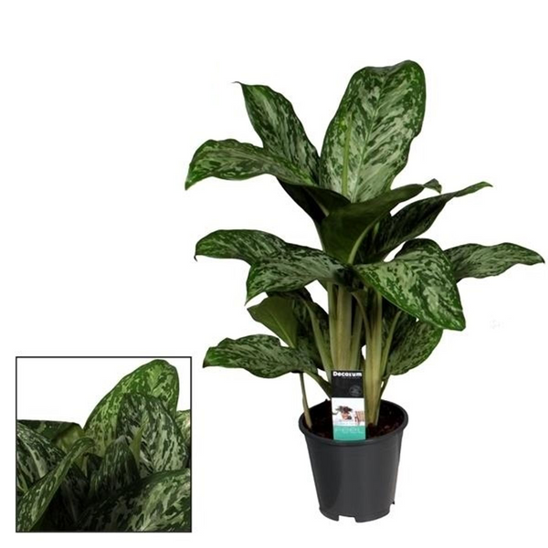 Aglaonema 'Greenlight' - XL-Exemplare (2-3 Pflanzen/Topf)