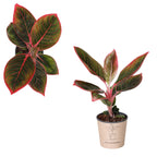 Aglaonema 'Red Lip' – Aglaonema mit intensiv roten Adern und Rändern