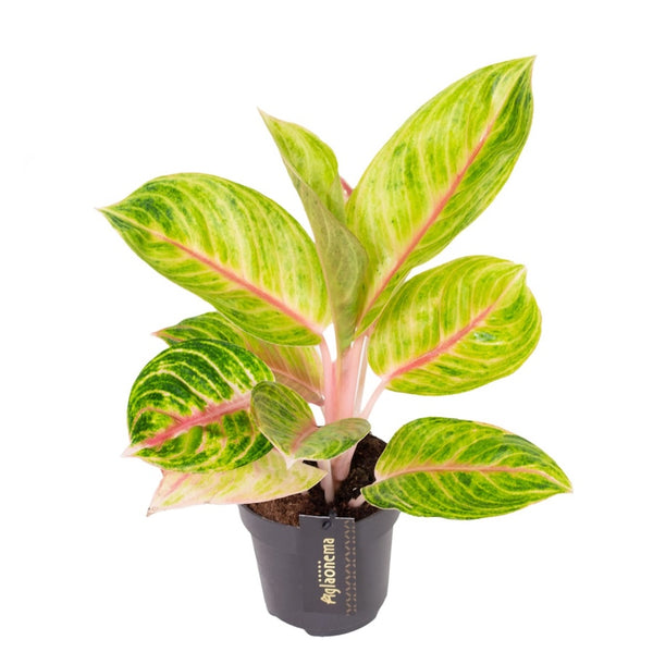 Aglaonema 'Rose Parakeet'