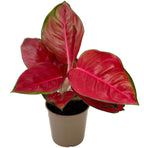Aglaonema ‘China Red’ – planta exotica cu frunzis vibrant