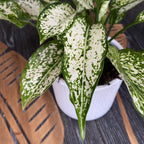 Aglaonema costatum 'First Diamond' D9