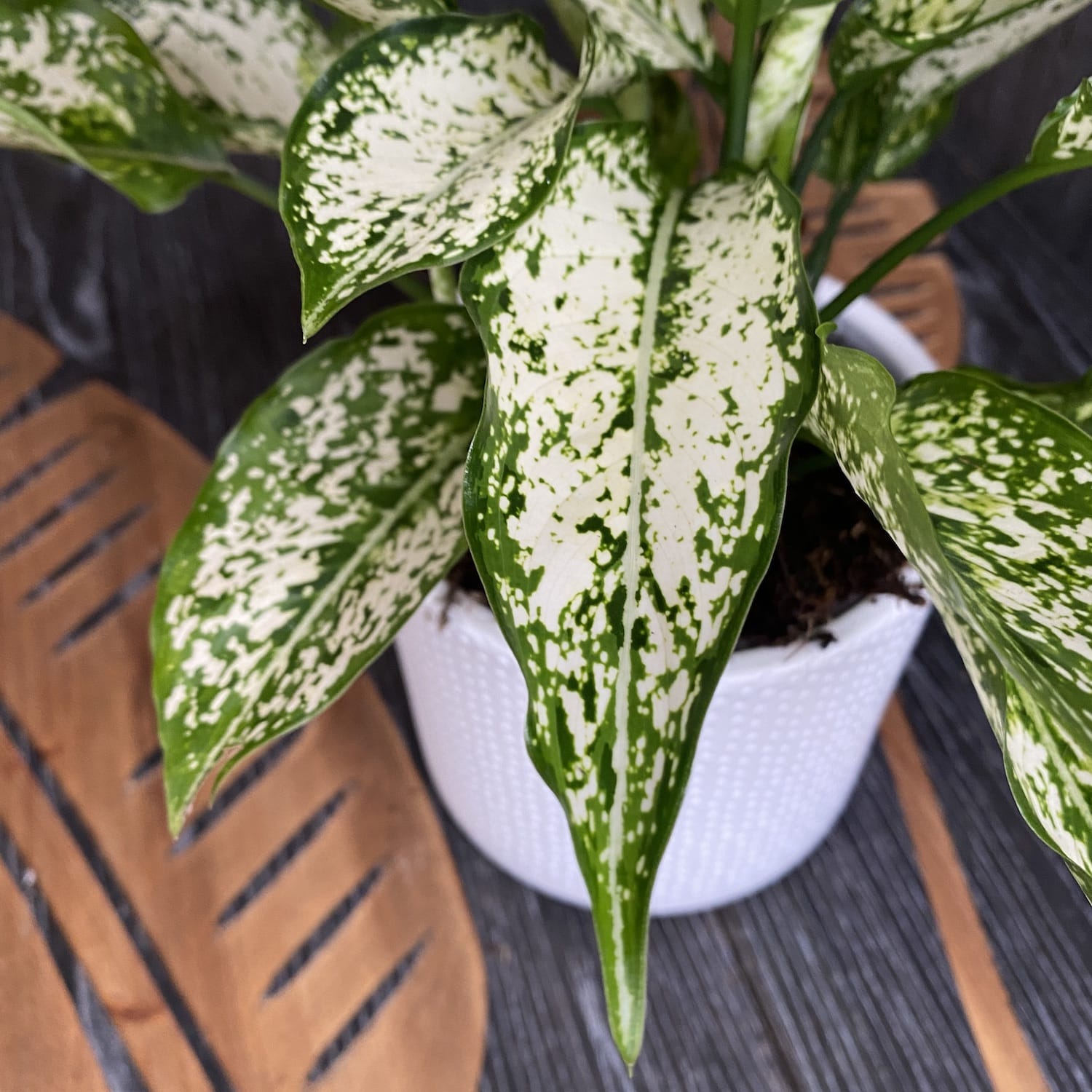 Aglaonema costatum 'First Diamond' D9