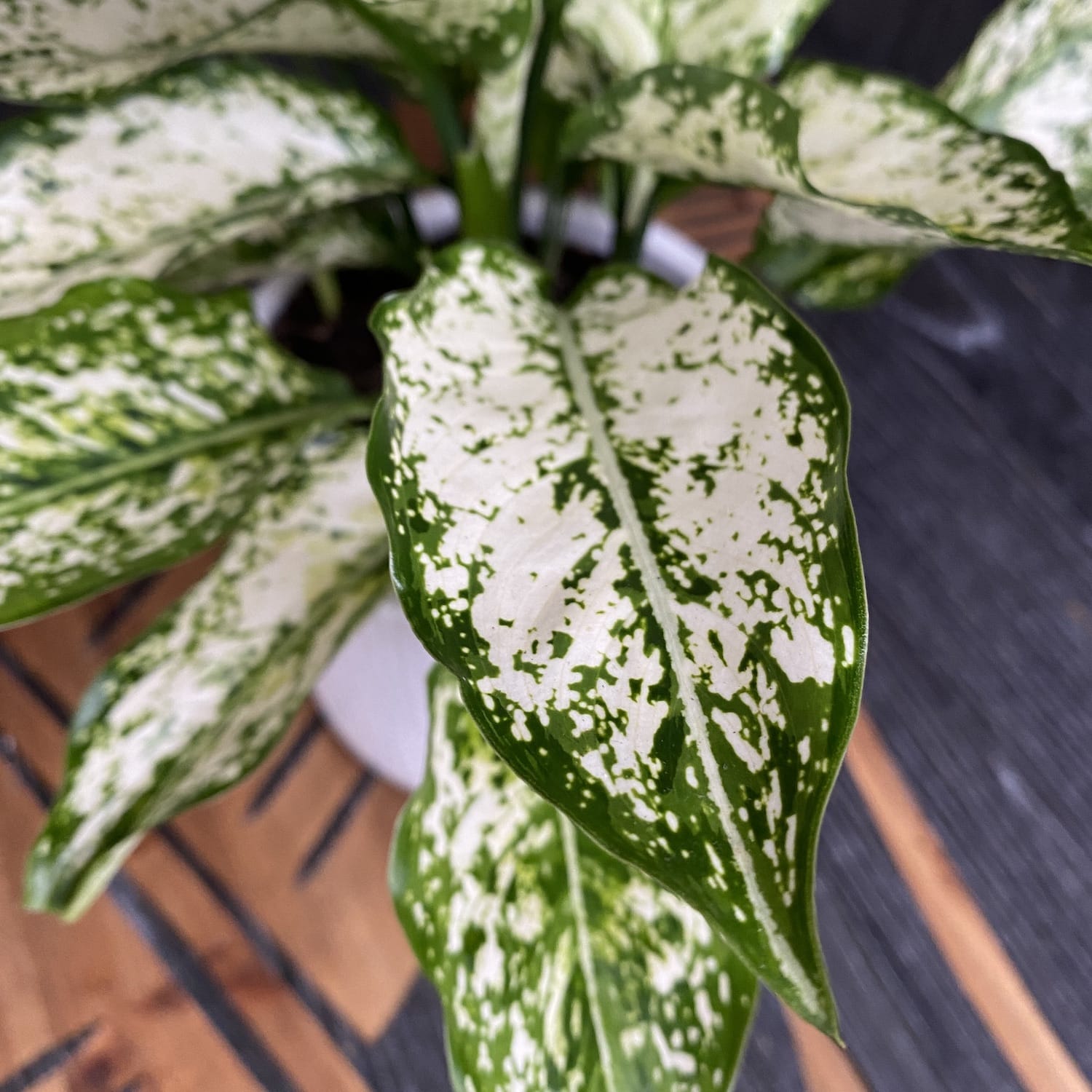 Aglaonema costatum 'First Diamond' D9