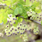 Akebia quinata f. albiflora (cream form) - Vita de ciocolata cu flori crem