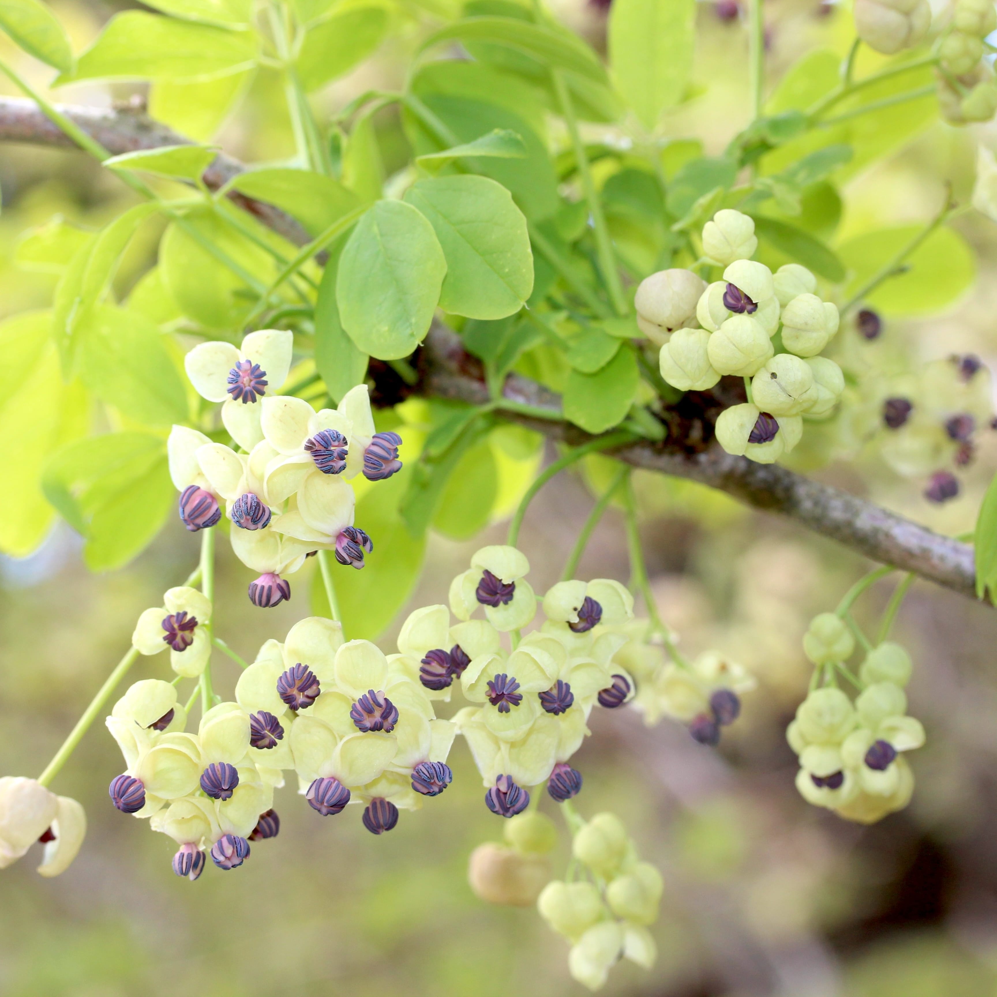 Akebia quinata f. albiflora (cream form) - Vita de ciocolata cu flori crem