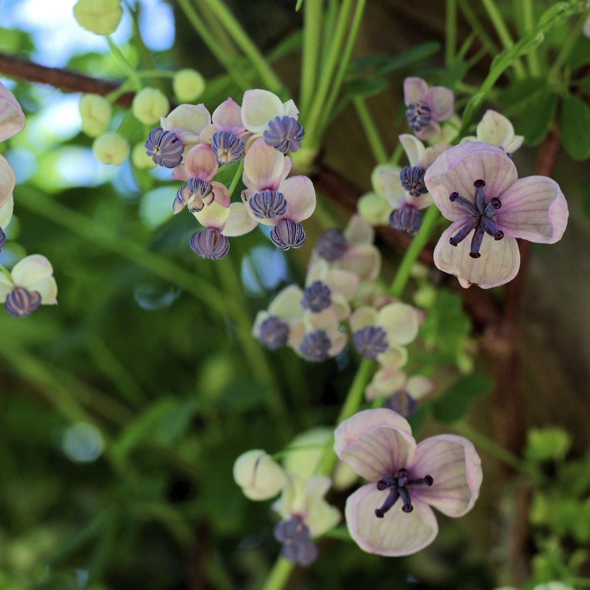Flori de Akebia quinata