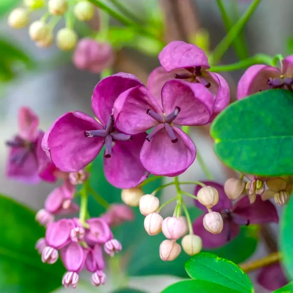Akebia quinata - Vita de ciocolata - flori spectaculoase