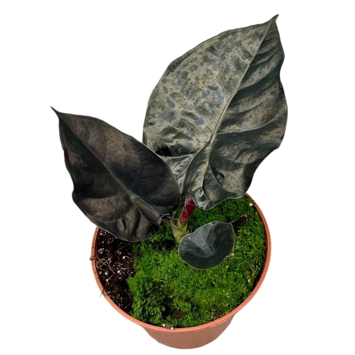 Alocasia 'Black Magic'