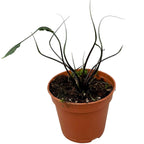 Alocasia plumbae 'Flying Squid'