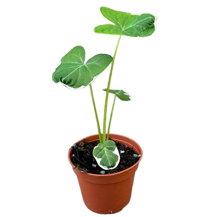 Alocasia Mickey Mouse