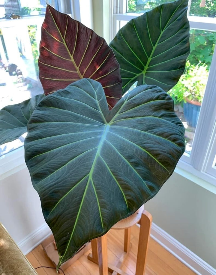 Alocasia ‘Regal Shields’