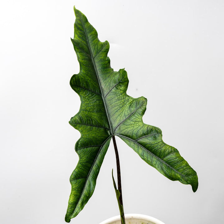 Alocasia sp. Sabrina