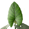 Alocasia scabriuscula