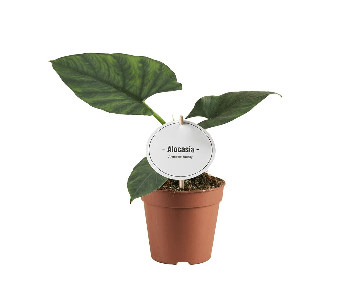 Alocasia scabriuscula