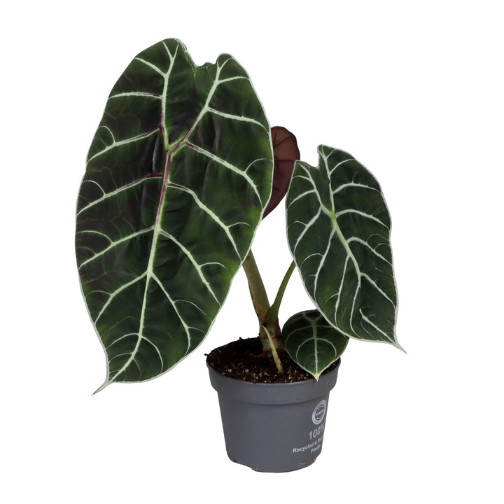 Alocasia 'Watsoniana'