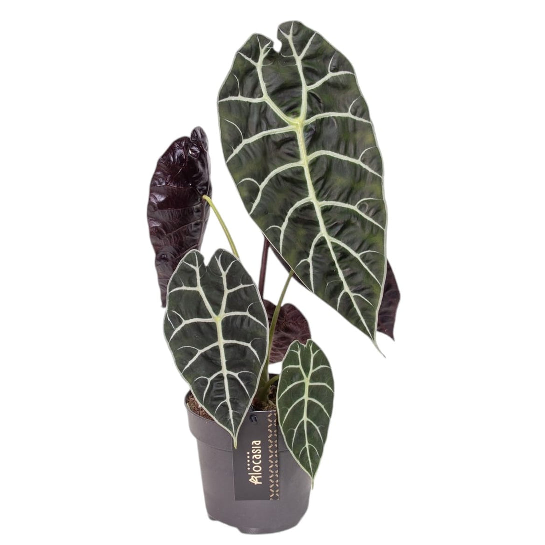 Alocasia 'Watsoniana'