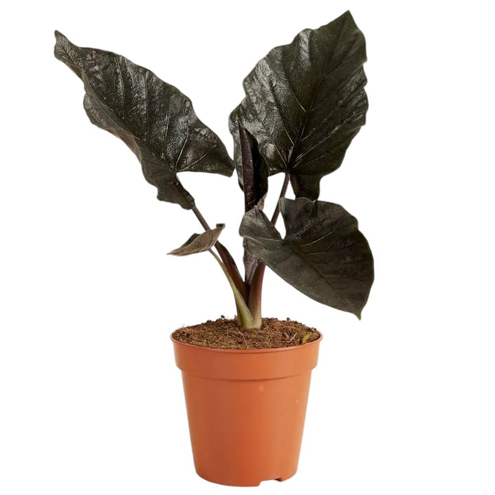 Alocasia chienlii 'Antoro Velvet'