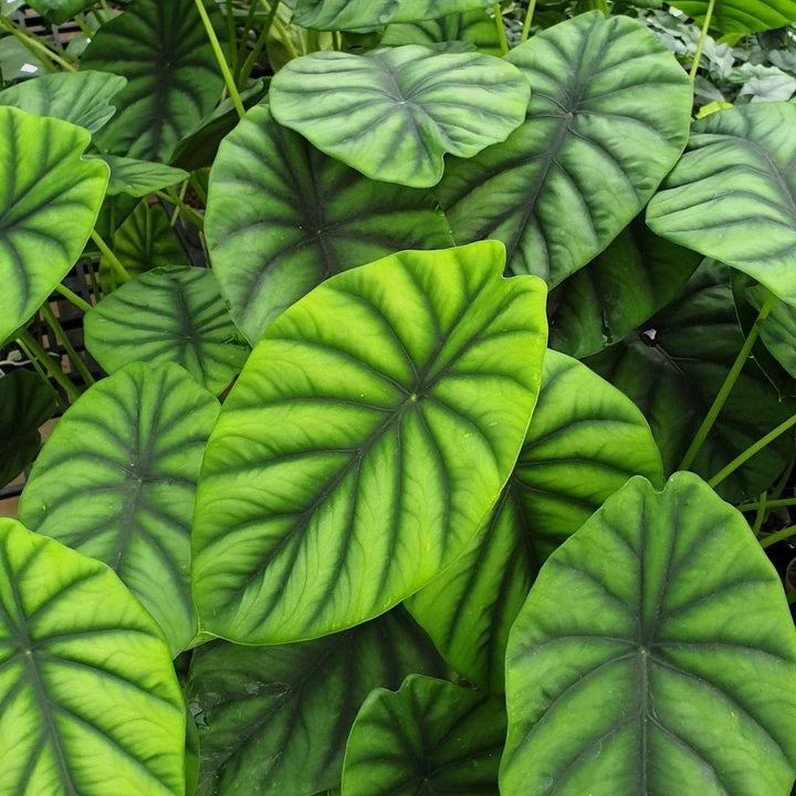 Alocasia clypeolata