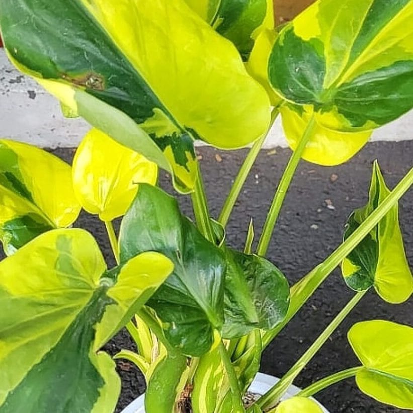 Alocasia cucullata 'Banana Split' (Variegata)