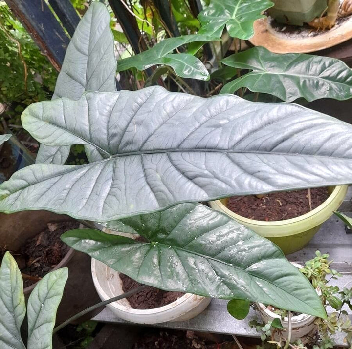 Alocasia heterophylla 'Silver'