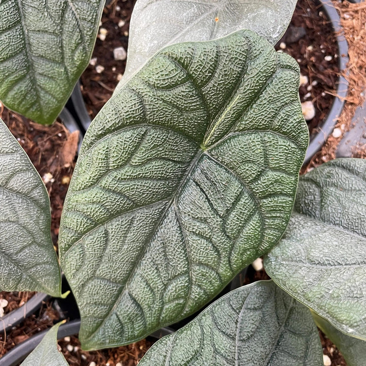 Alocasia Maharani (Grey Dragon)