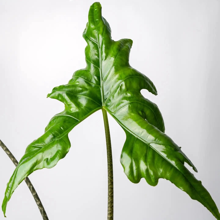 Alocasia nycteris 'Bat Wing'