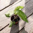 Alocasia odora 'Variegata-Batik'