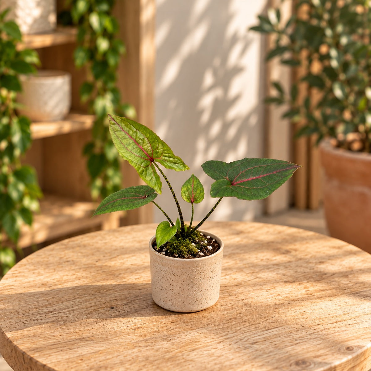 Cyrtosperma johnstonii (Alocasia Black Jack) babyplant