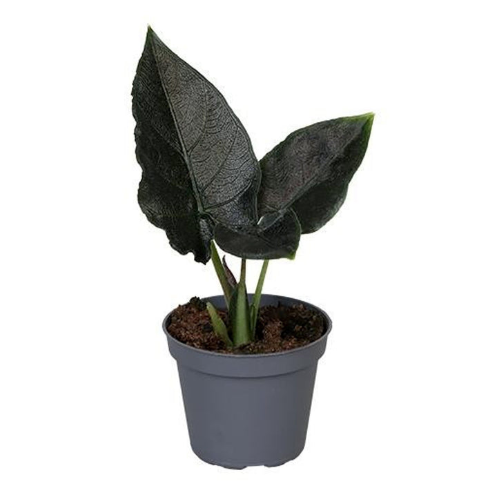 Alocasia chienlii 'Antoro Velvet'