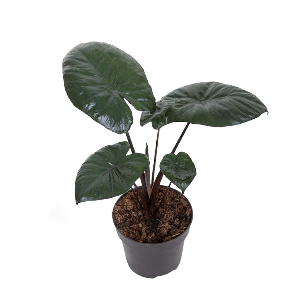 Alocasia 'Chocolate Green'