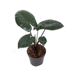 Alocasia 'Chocolate Green'