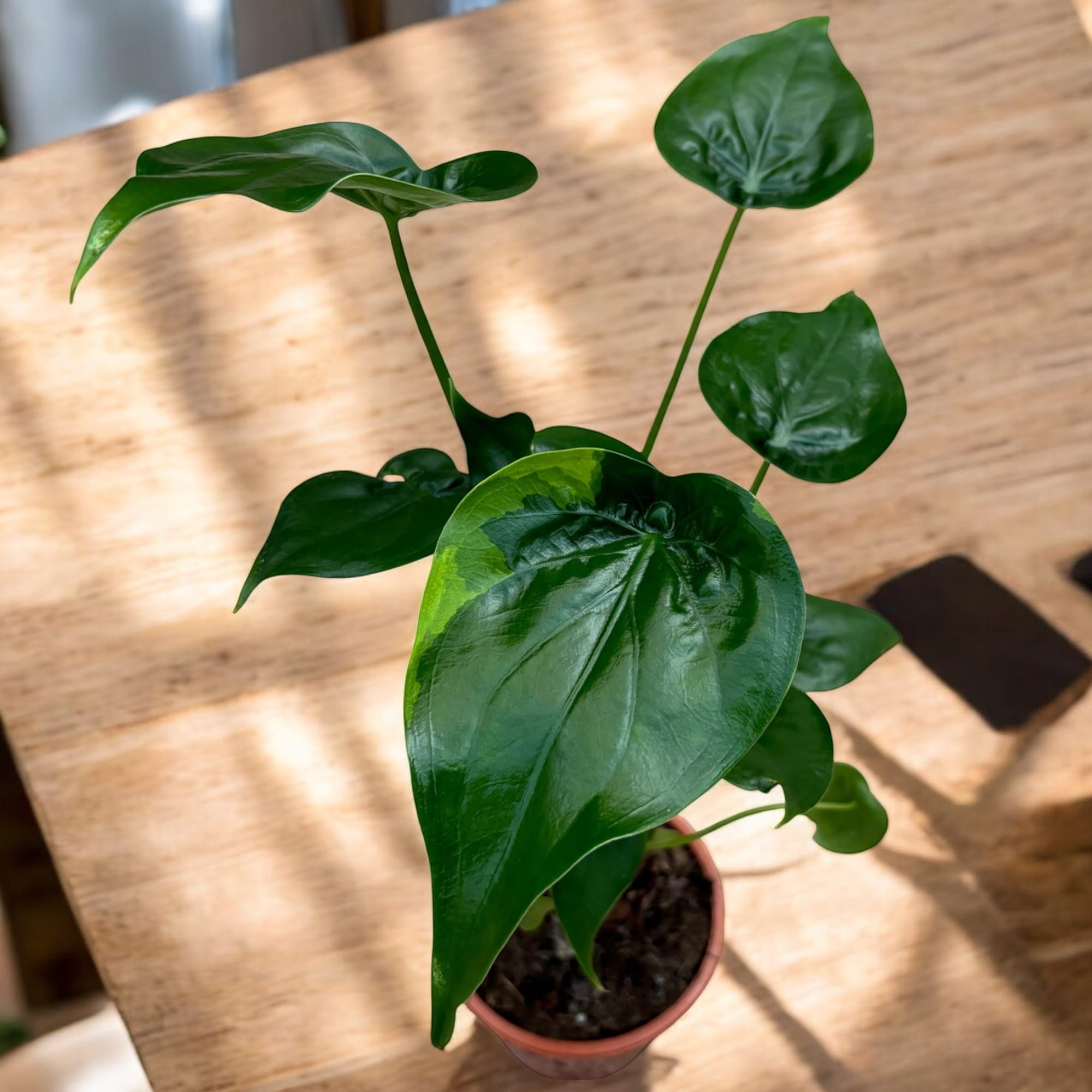 Alocasia Cucullata 'Flame' (Low Variegation) – Secret Garden Plant