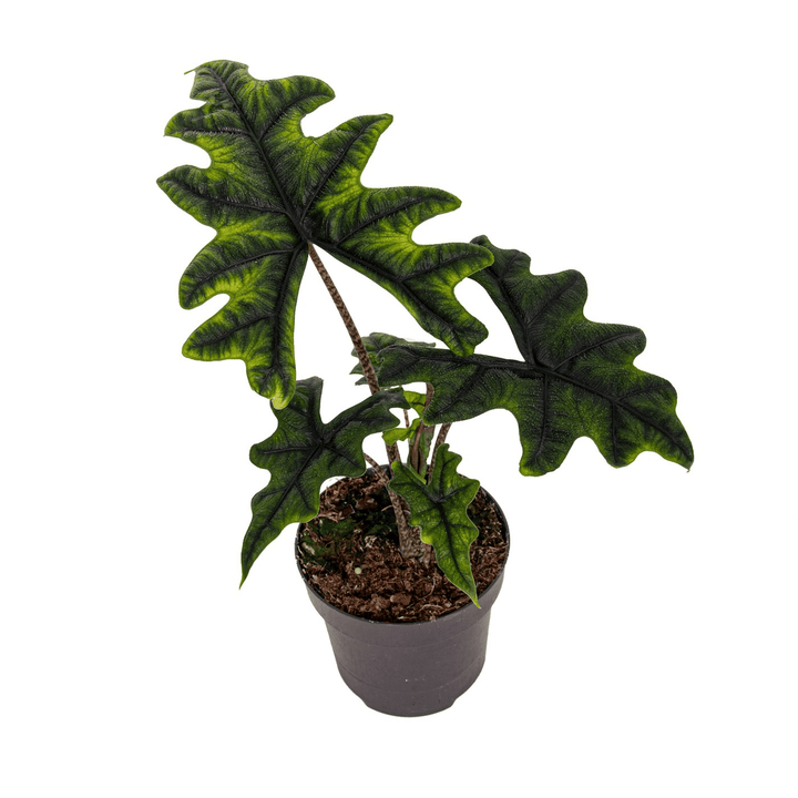 Alocasia 'Jacklyn'