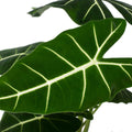 Alocasia micholitziana 'Frydek' (Taïwan)