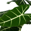 Alocasia Micholitziana 'Frydek' D12