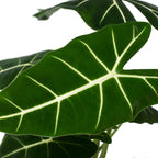 Alocasia Micholitziana 'Frydek'