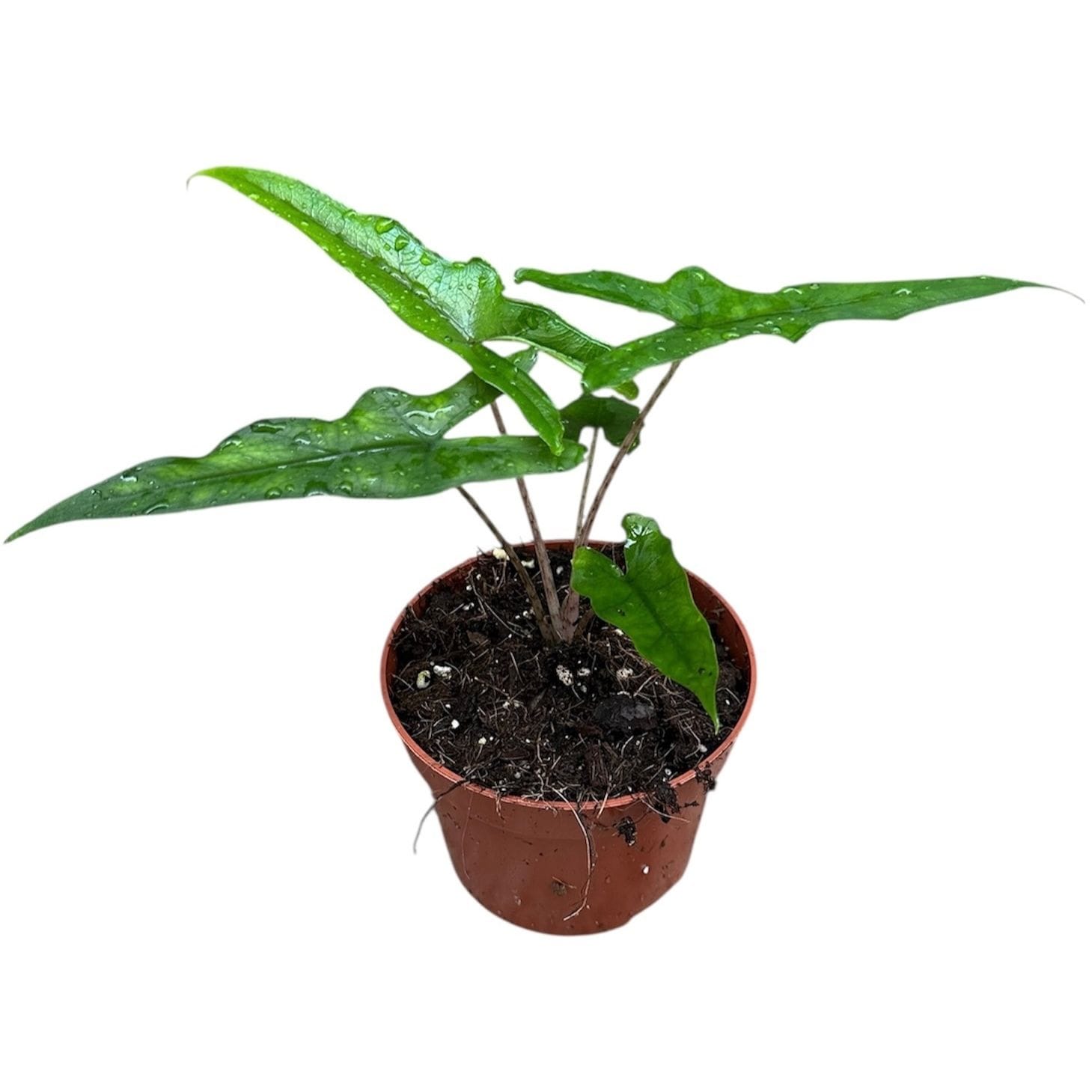 Alocasia sp. Sabrina – Secret Garden Plant Shop