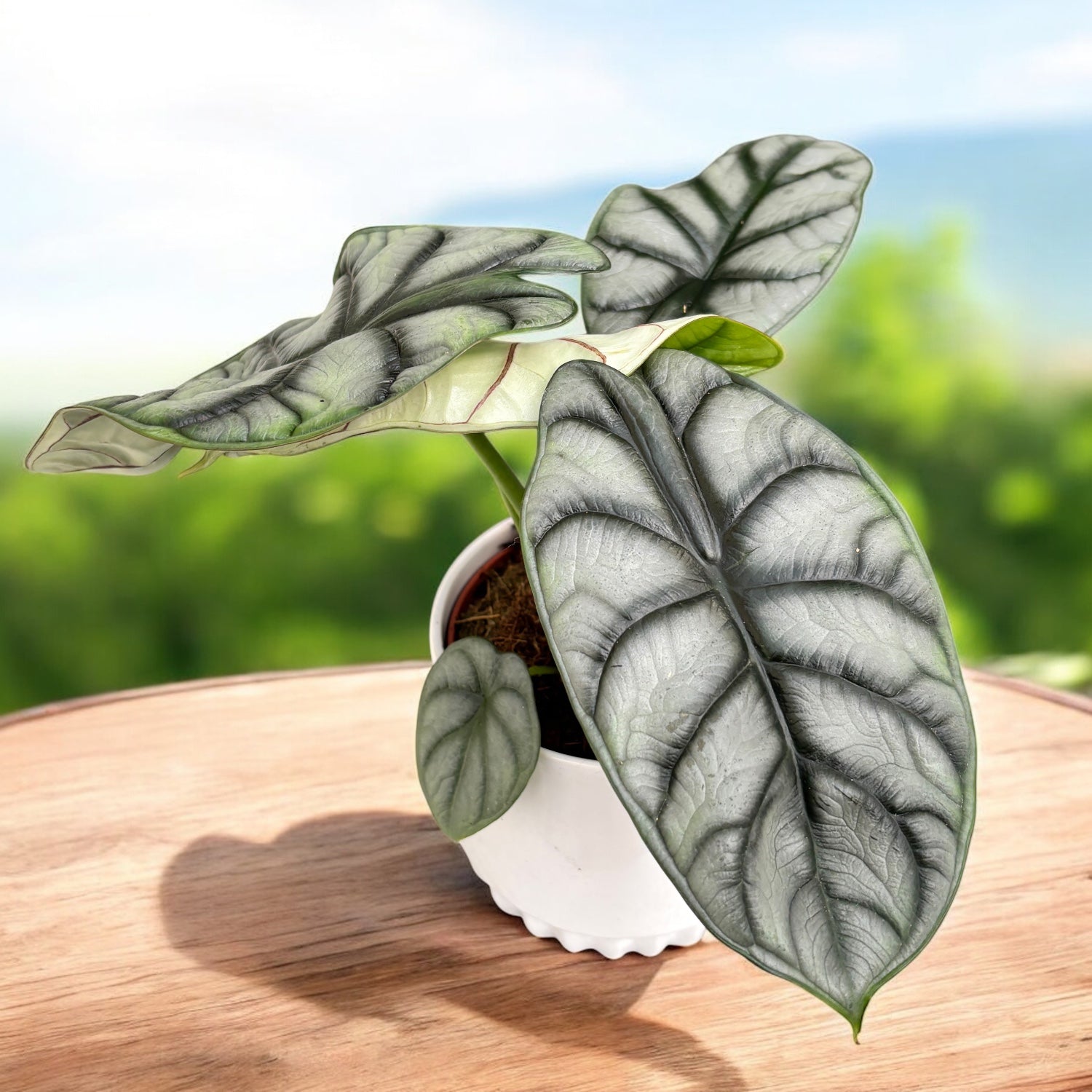 Alocasia ‘Silver Dragon’ 