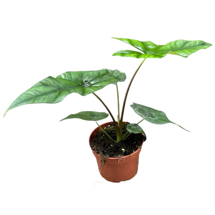 Alocasia Simpo