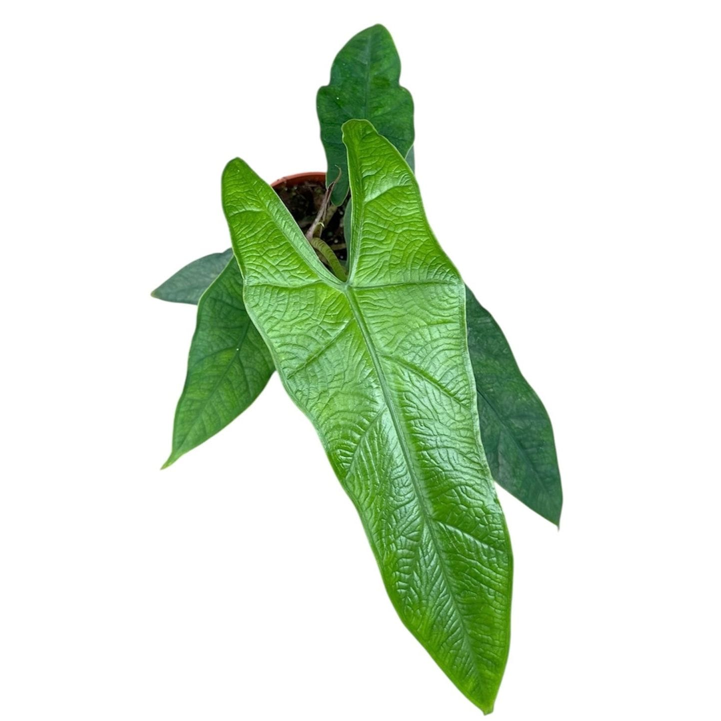 Alocasia sp. Sulawesi 'Green Carpet'