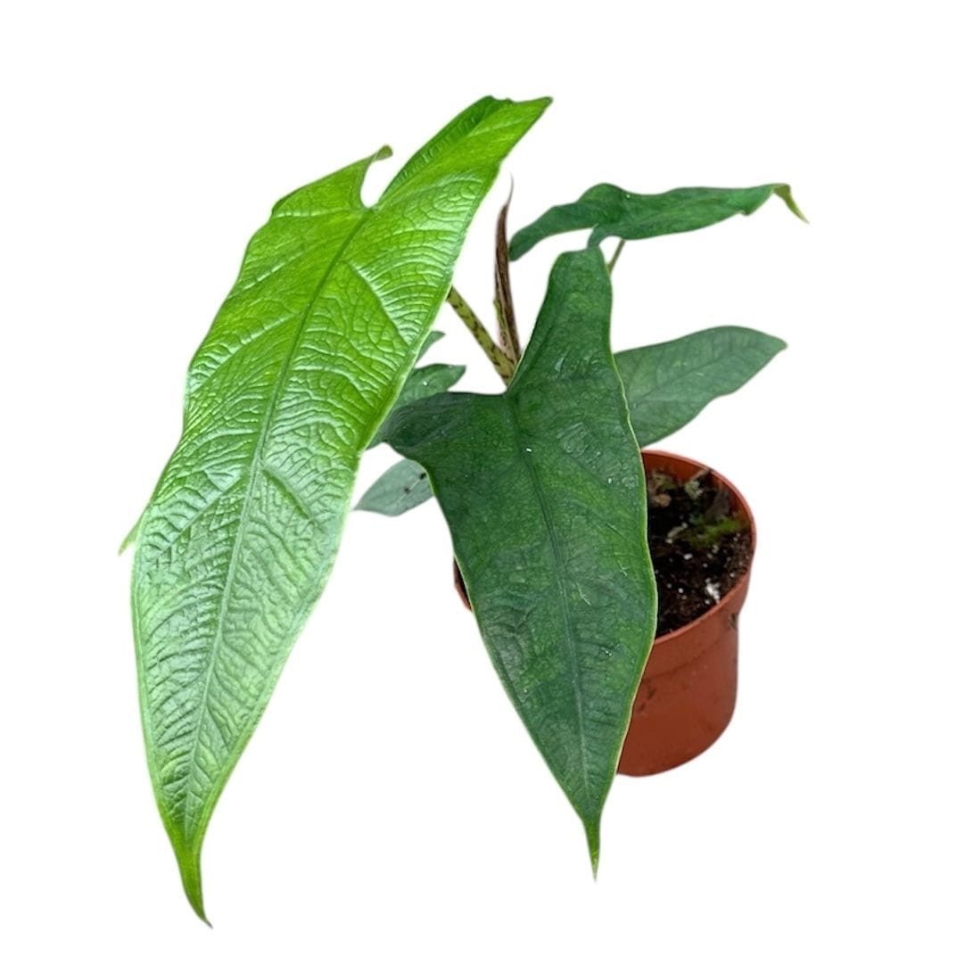 Alocasia sp. Sulawesi 'Green Carpet'