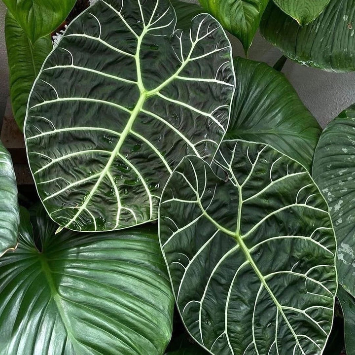 Alocasia 'Watsoniana'