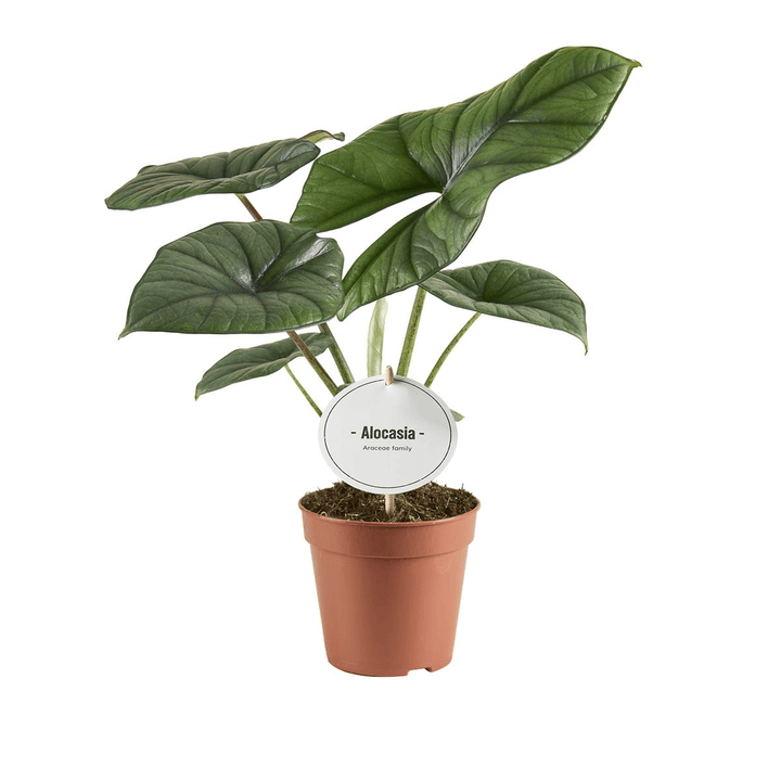 Alocasia 'Golden Bone'