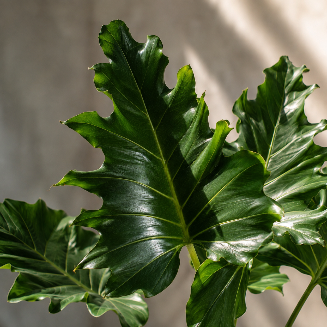 Alocasia boa A.Hay