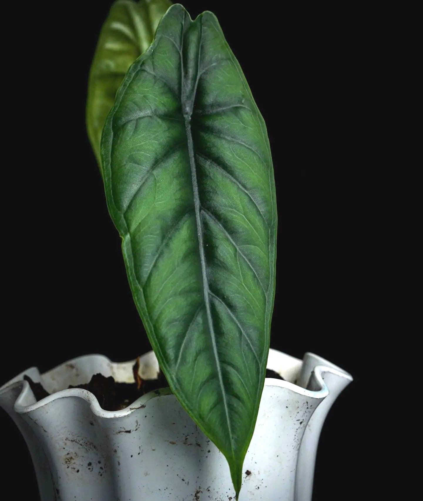 Alocasia puncakborneensis (Alocasia borneensis)